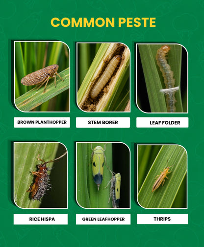 DHAMAL (Thiamethoxam 1.0% + Chlorantraniliprole 0.5% GR)
