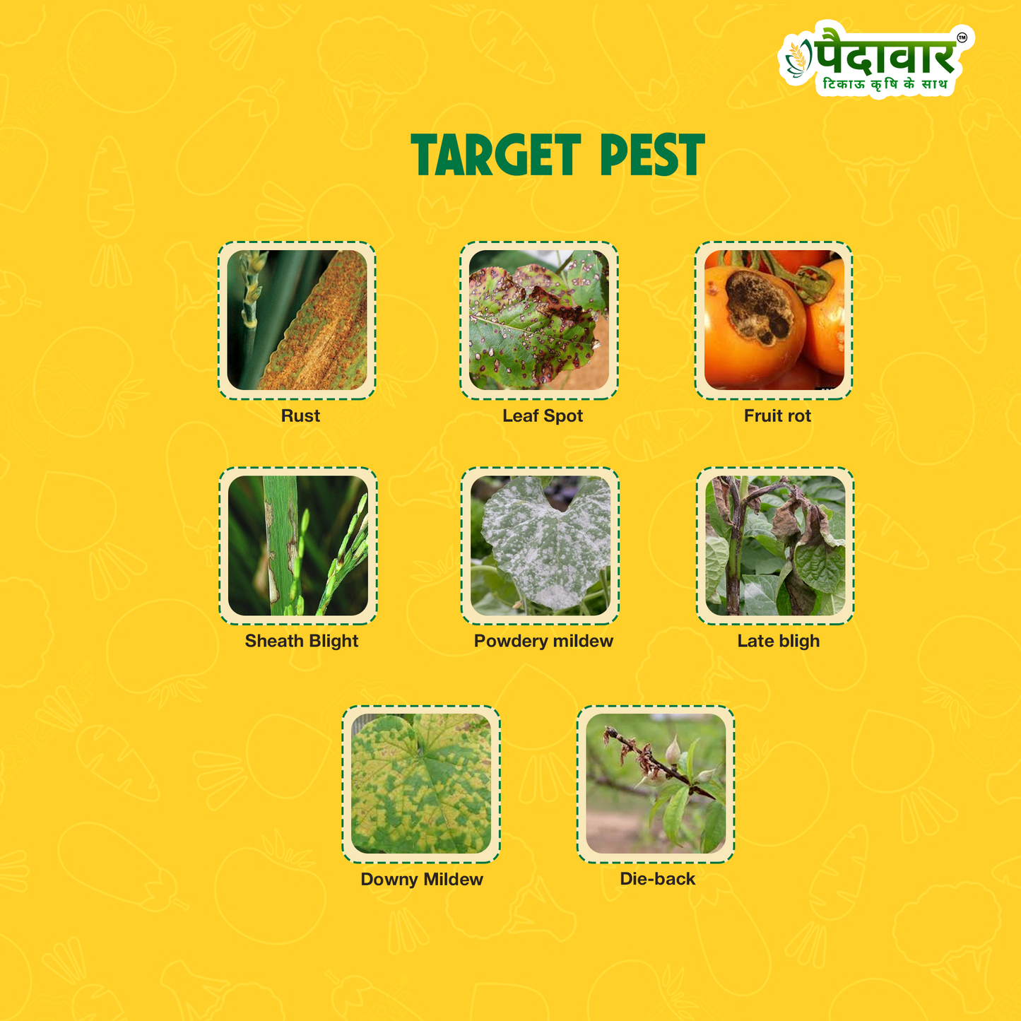 AZO-TEB (AZOXYSTROBIN 11% +TEBUCONAZOLE 18.3% SC)
