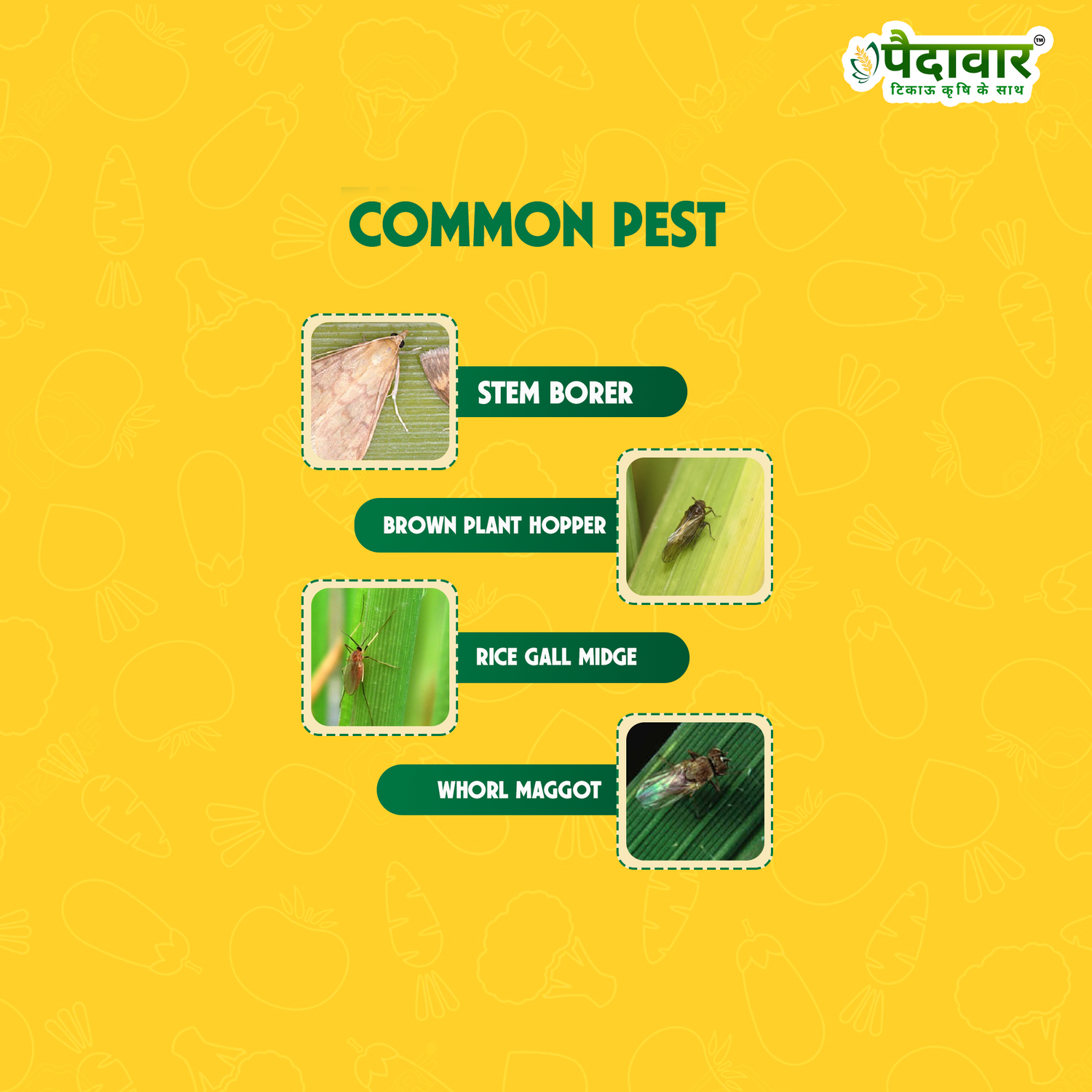 HUNTER (Fipronil 0.3% GR )