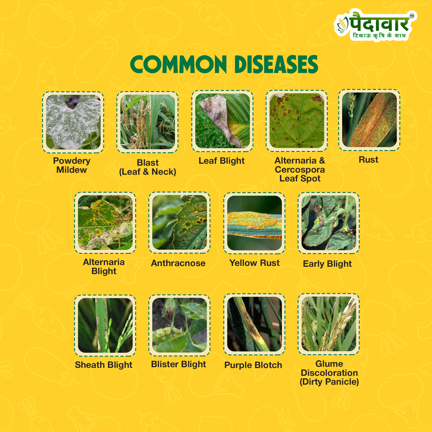 Paidavaar Protivo | Tebuconazole 50% + Trifloxystrobin 25% WG |