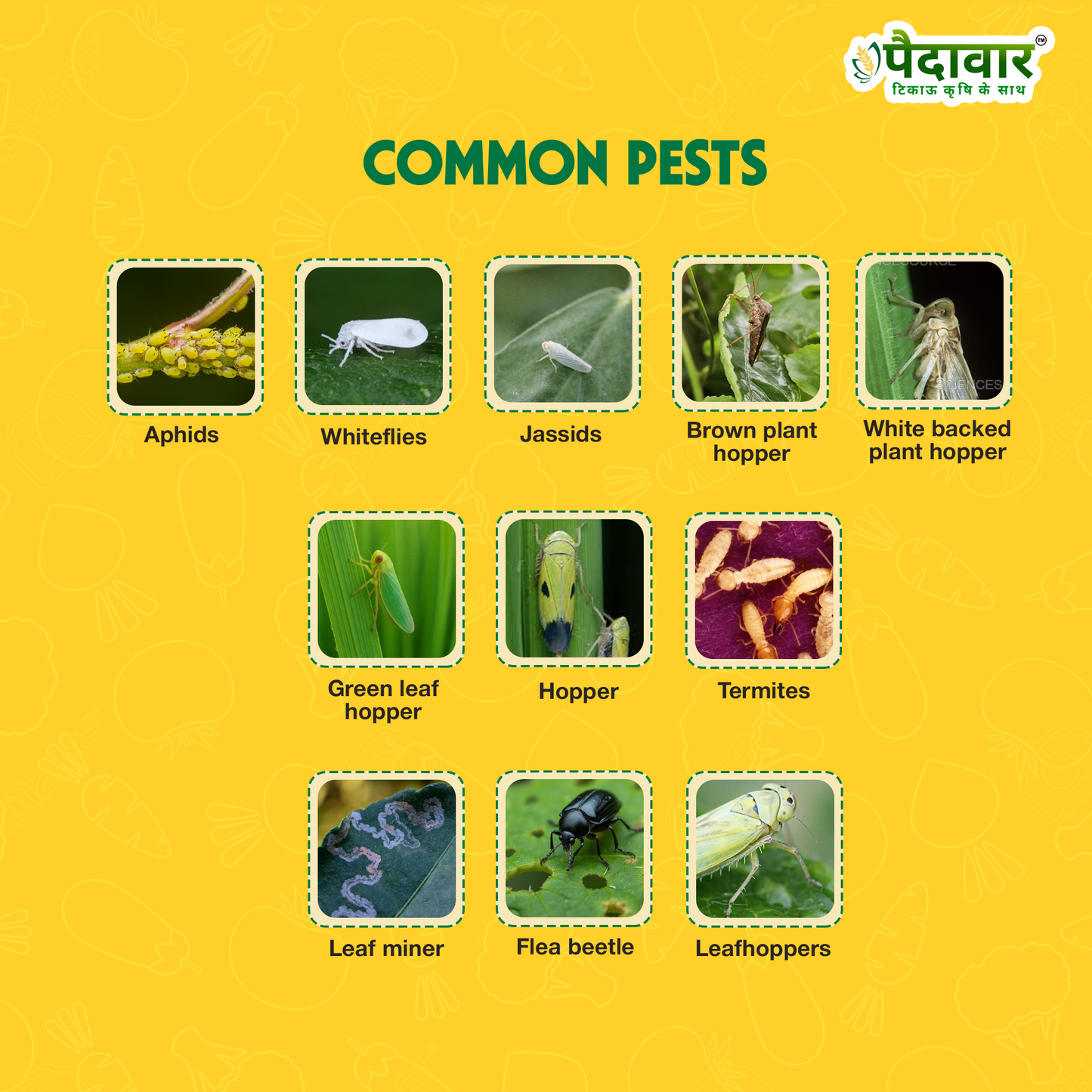 Paidavaar ShieldPro | Imidacloprid 17.8% SL | Insecticide