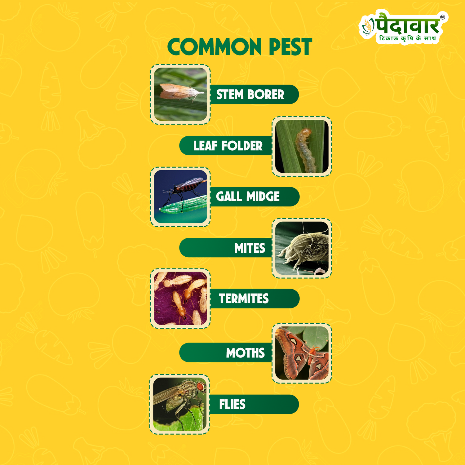 SHUTER (Chlorpyriphos 10% GR)