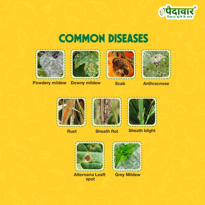 Paidavaar ThioGuard | Thiophanate Methyl 70% WP | Chemical Fungicide