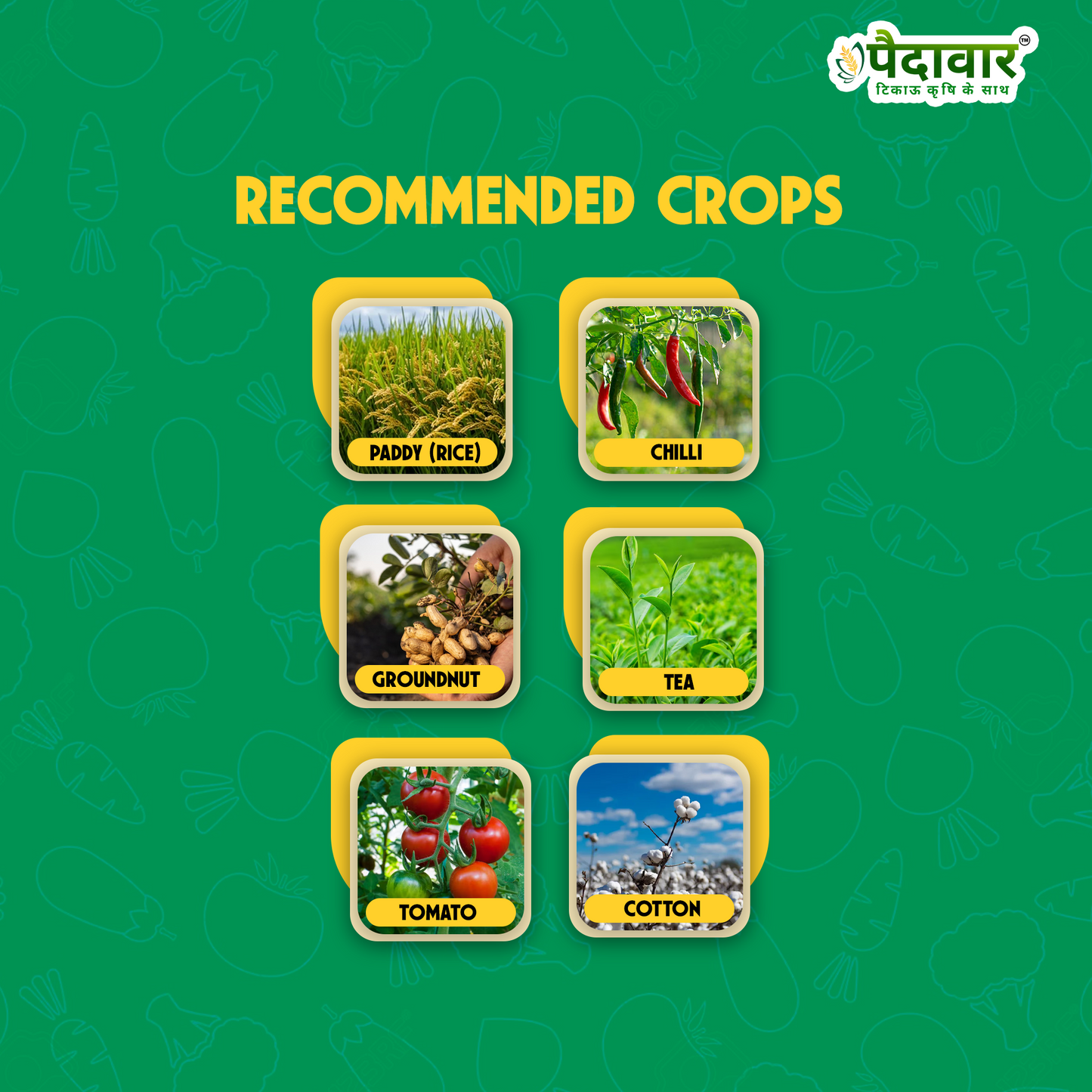 Paidavaar Triaboost | Triacontanol 0.1% EW Plant Growth Regulator